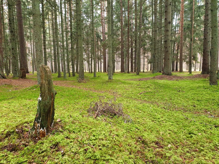 Forest