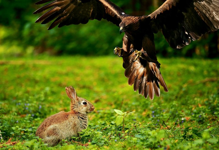 Bird of Prey