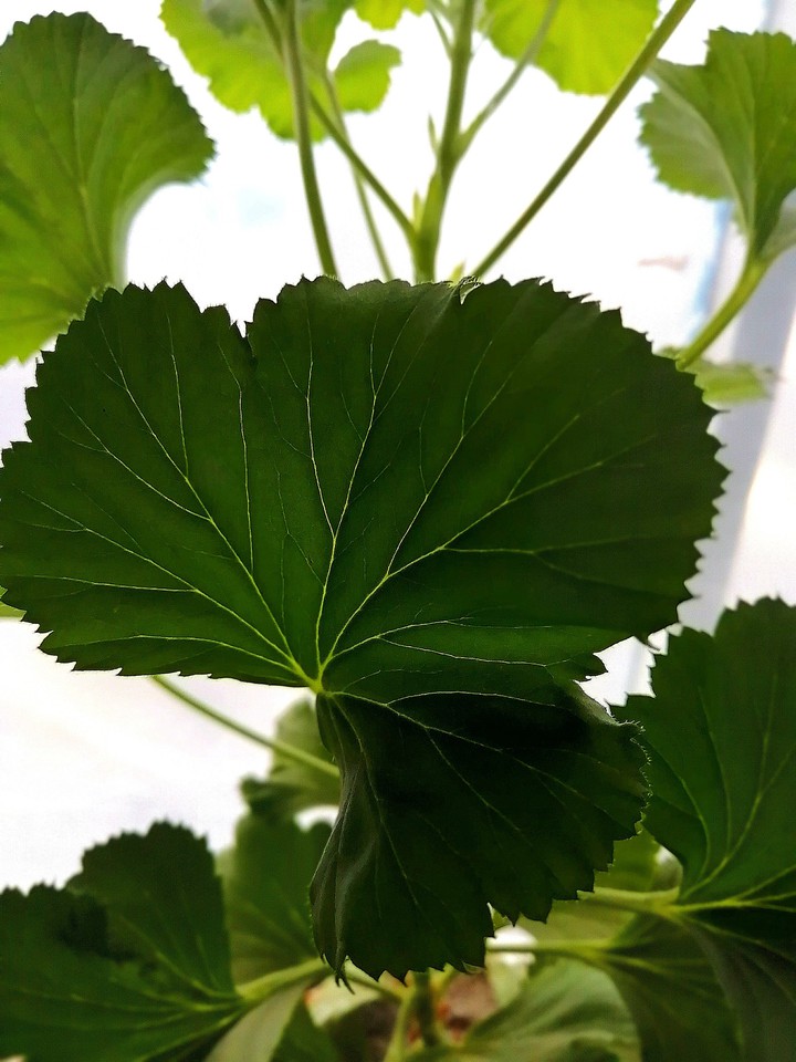 Plant
