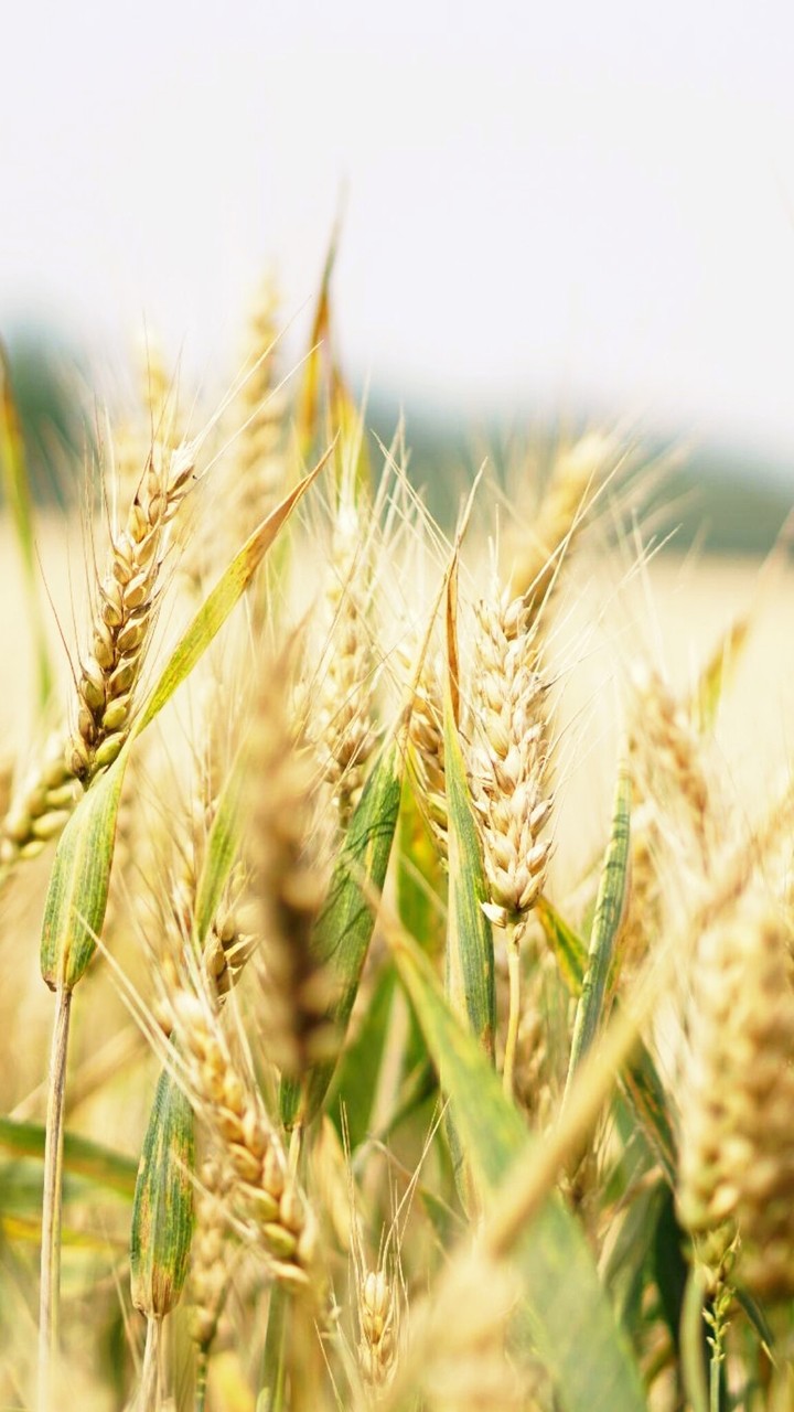 sfondi harvest, agriculture