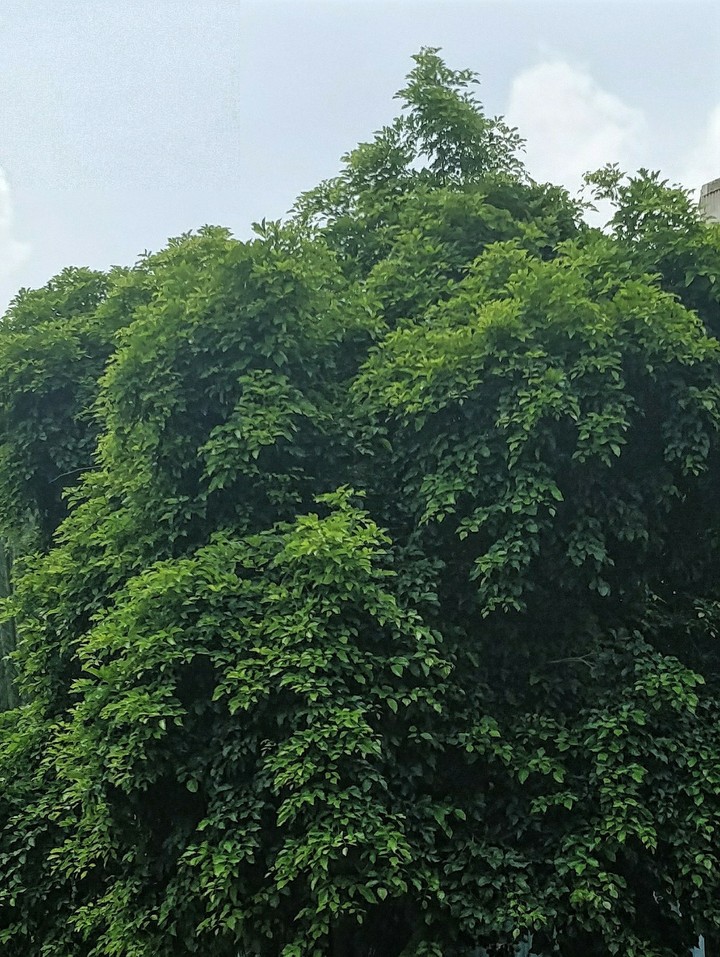 Greenery