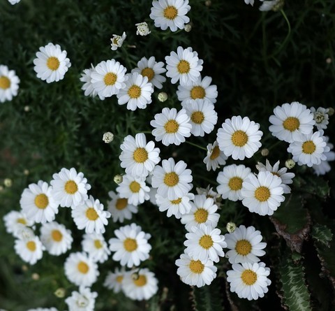 fonds d'écran feverfew, Yellow