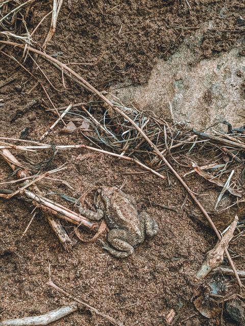 pet, frog壁紙