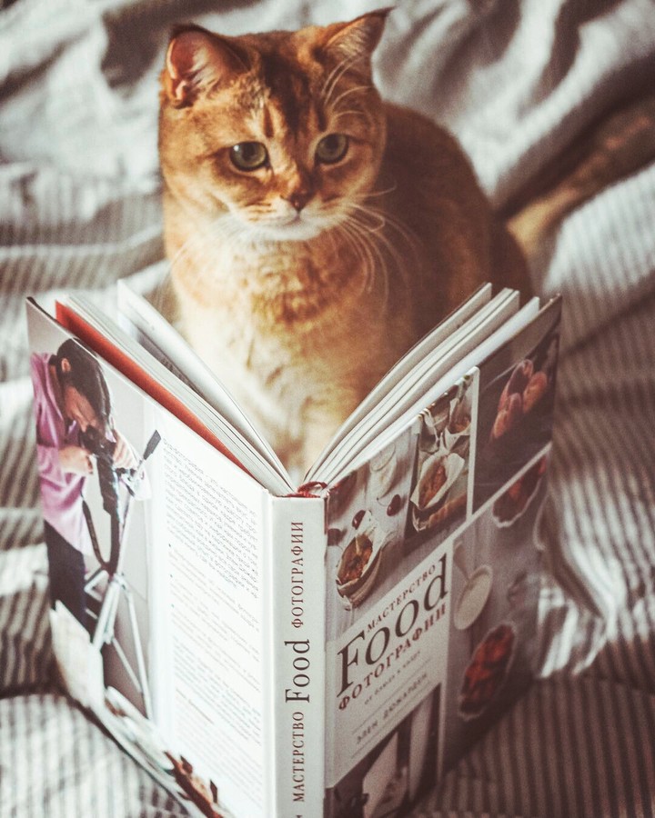 cat