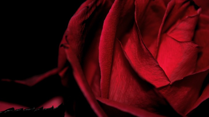 rose