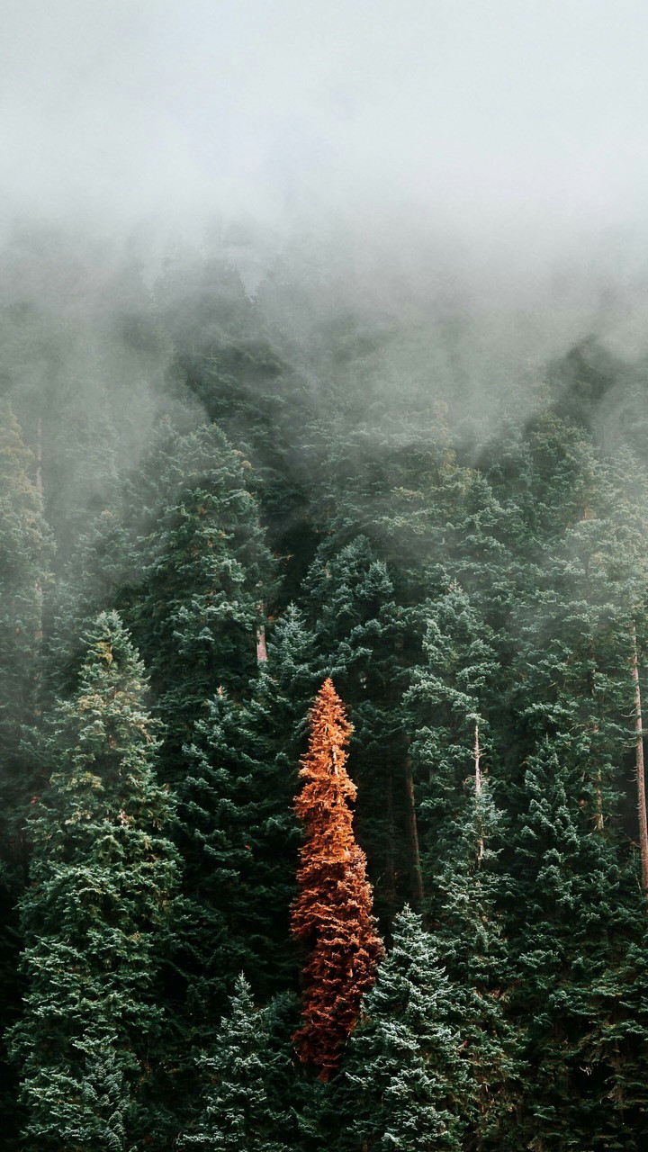 Lonely tree in the forest.