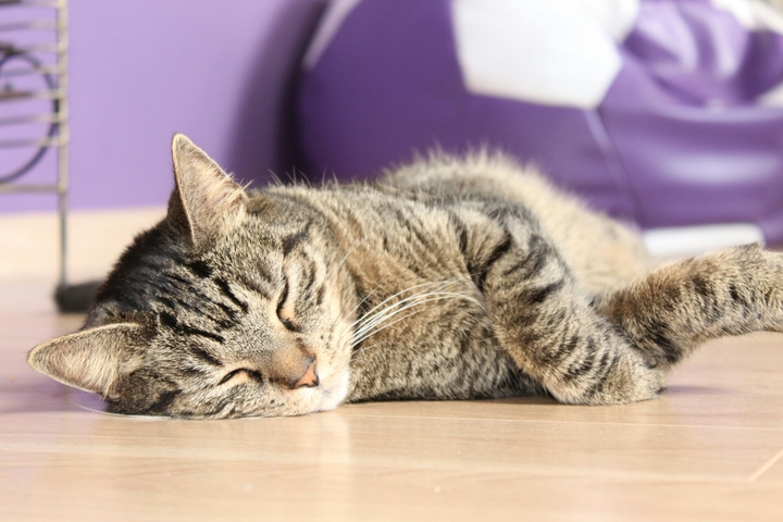 cat
