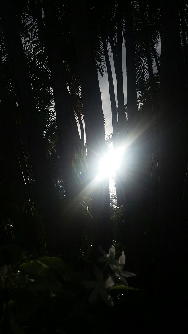 #NoFilter A little ray of light shines brightly in shade..