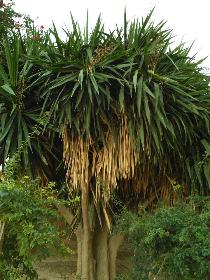 just a palm ++++просто пальма