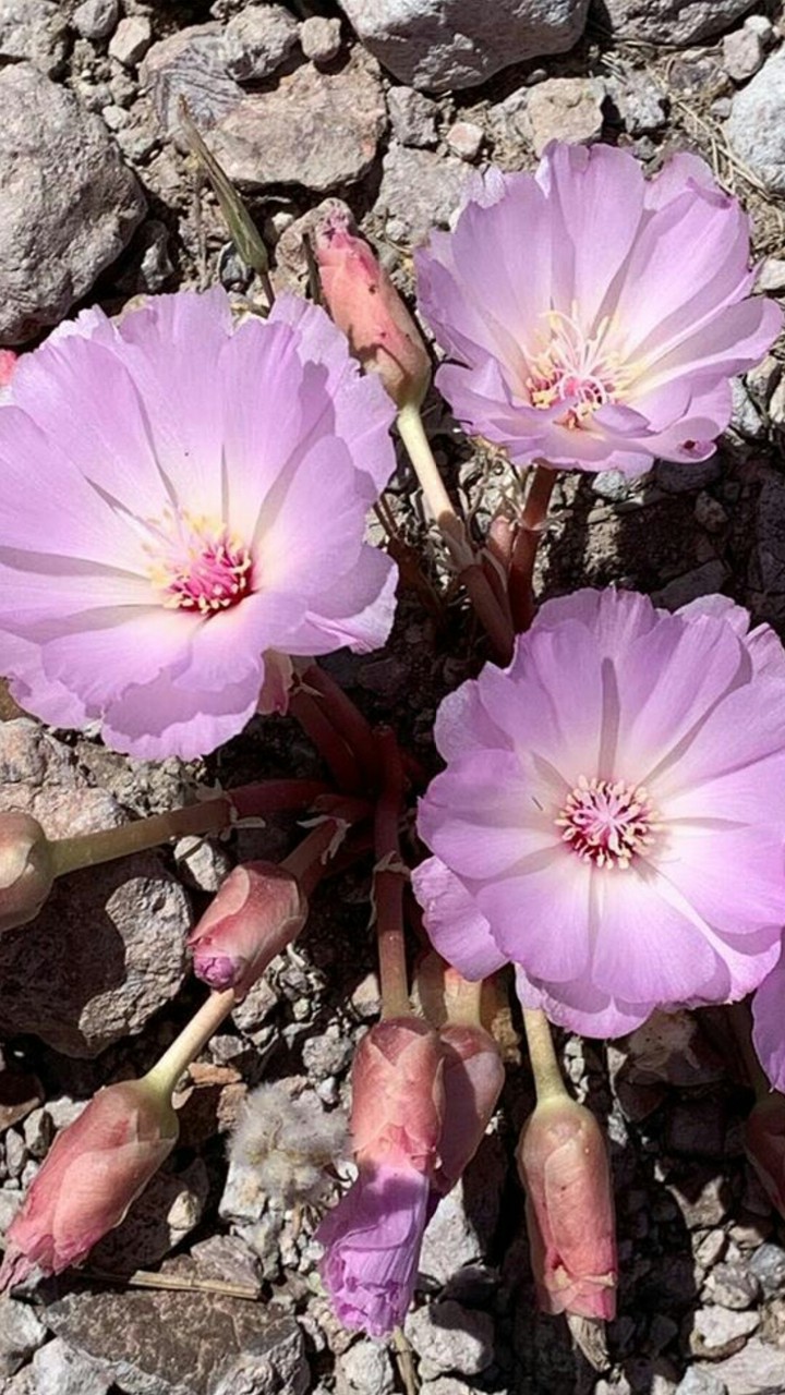 small flowers...