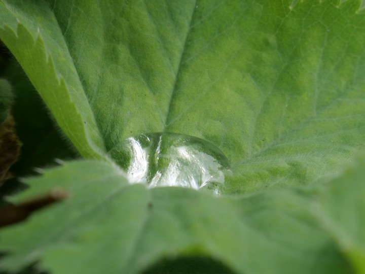 Blatt/Leaf, Regentropfen/Raindrop