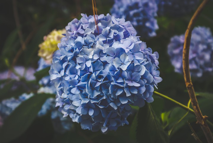 in bloom 2