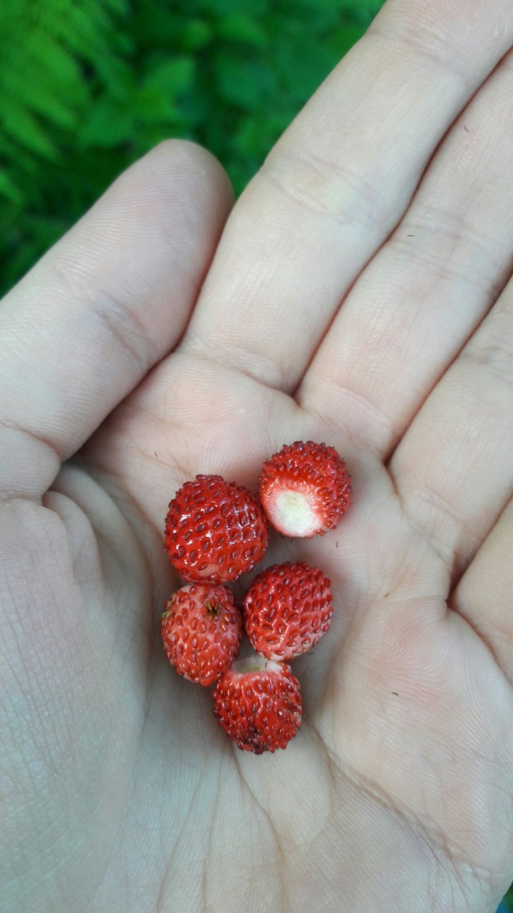 Wild strawberry..