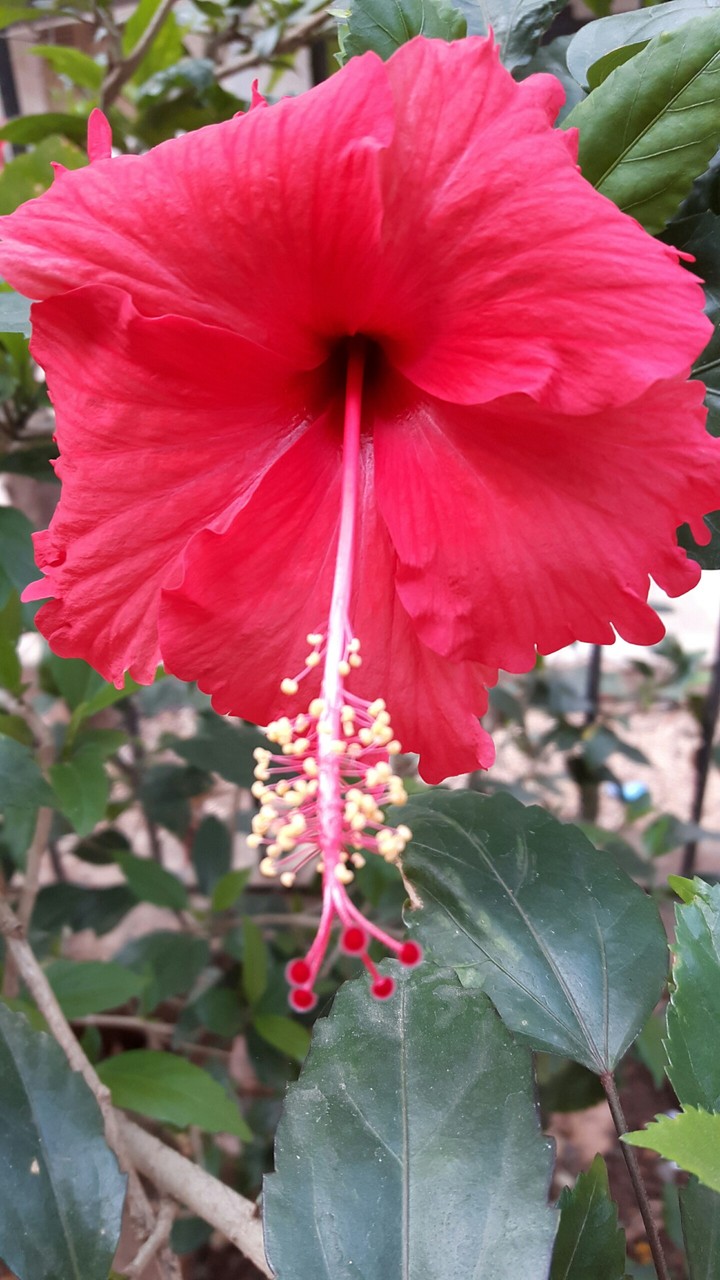 Lilley flower