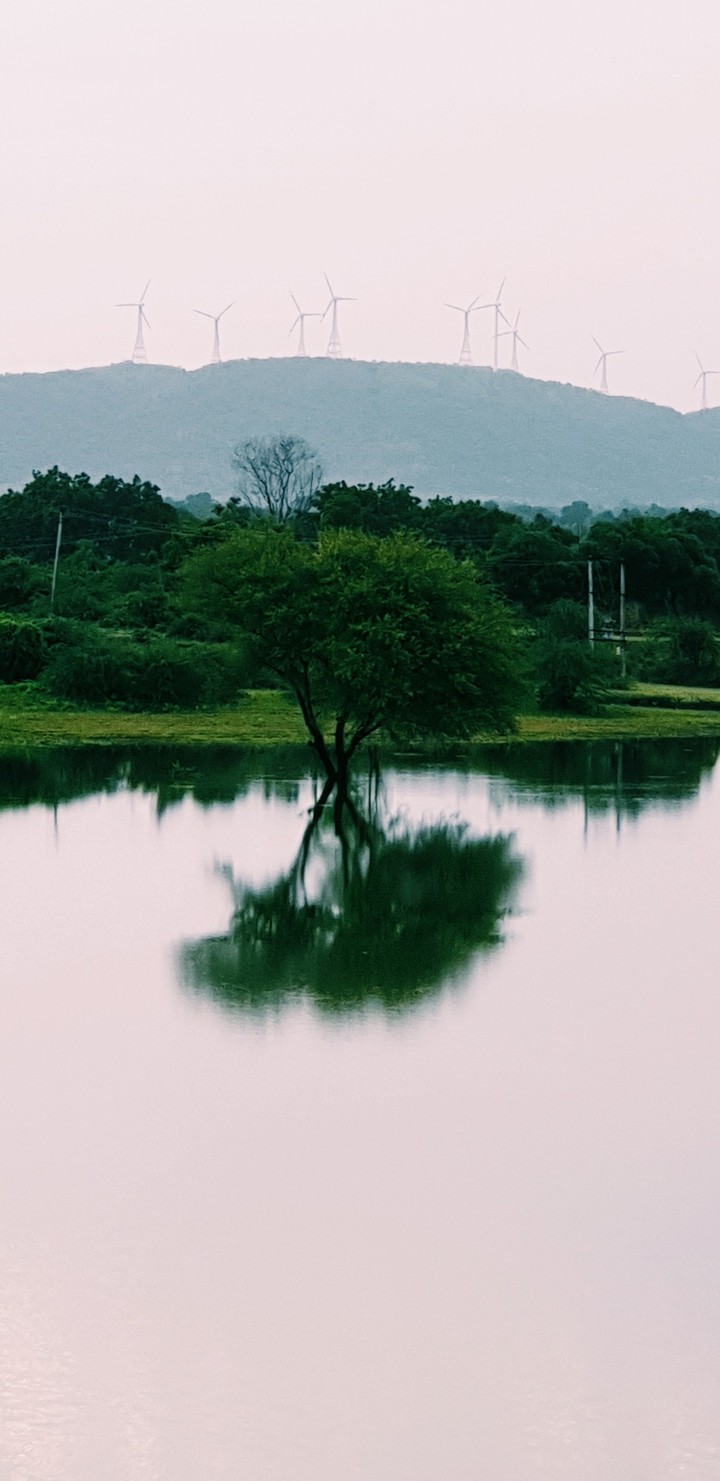 tree