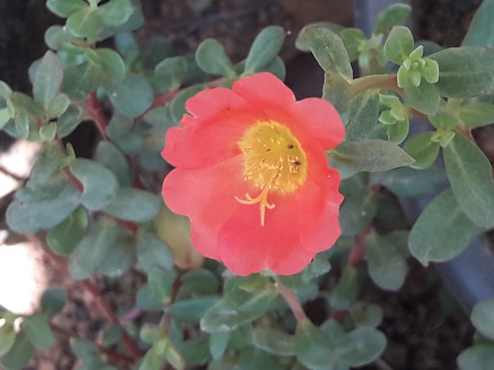 red flowers