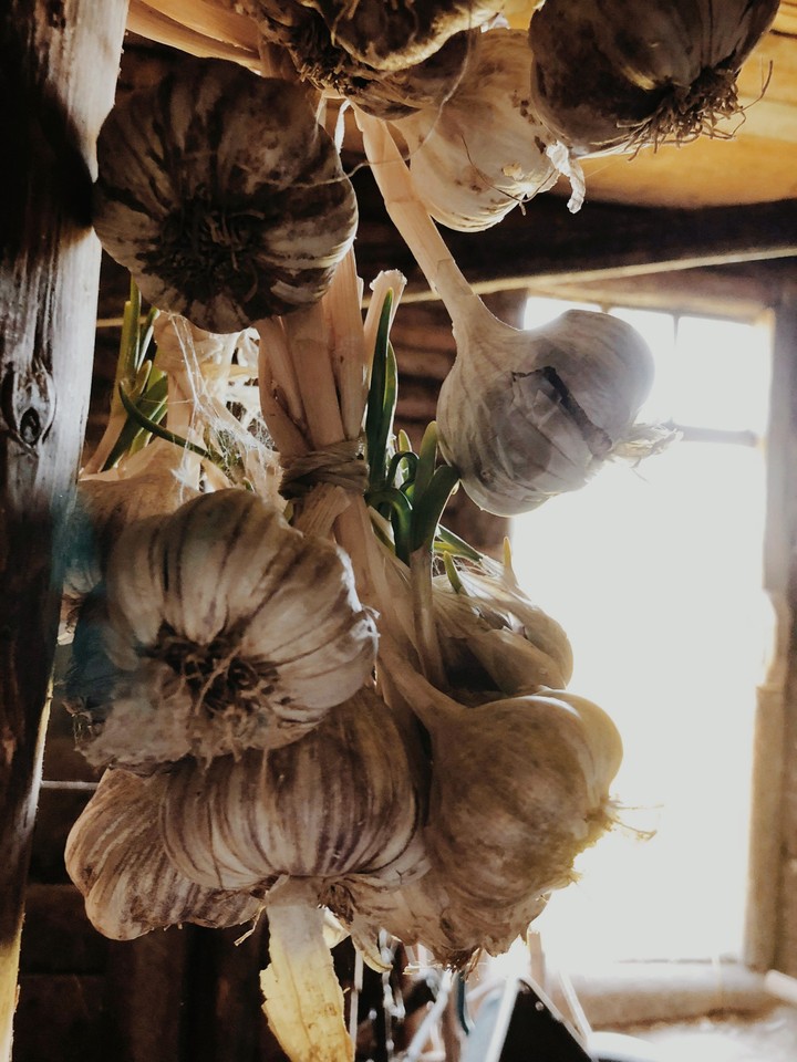 Garlics