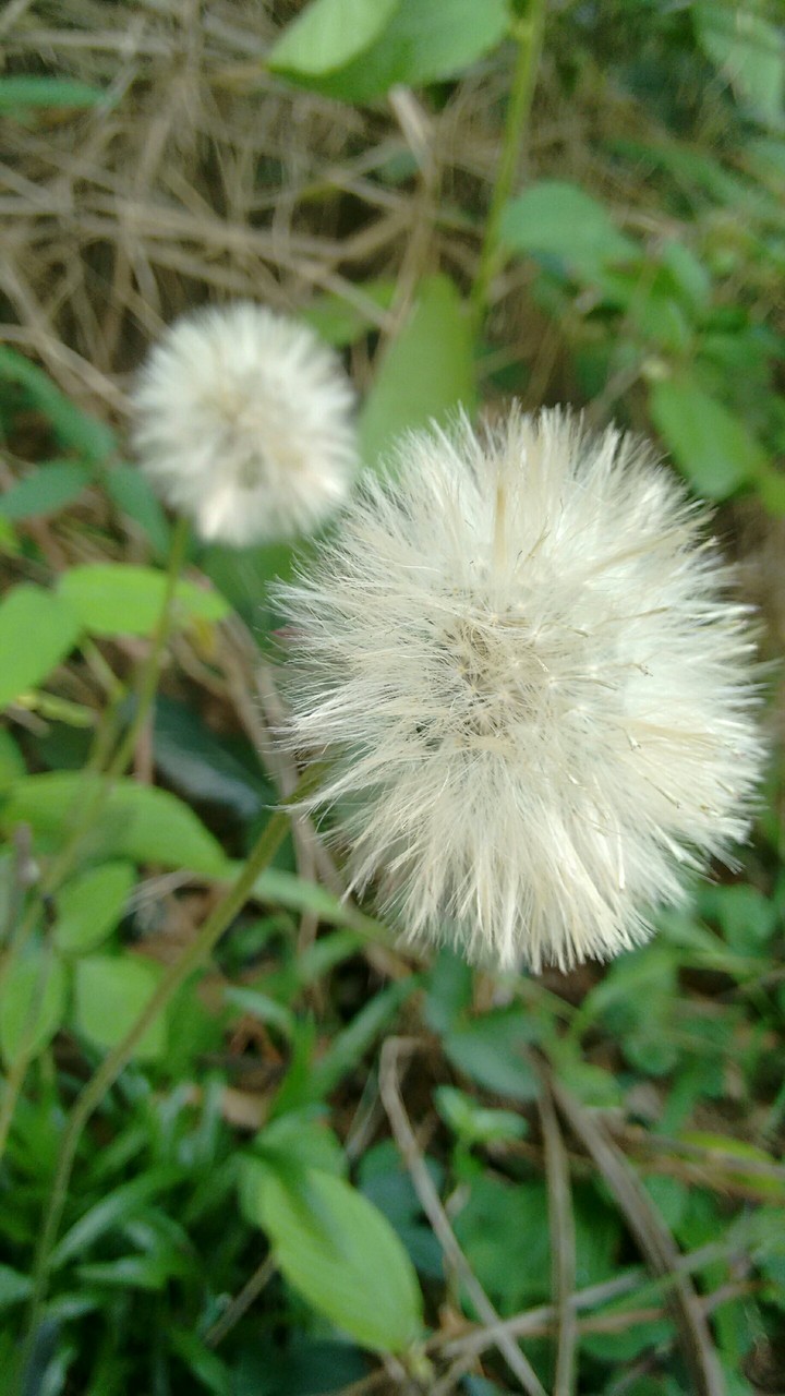 dente de leão 