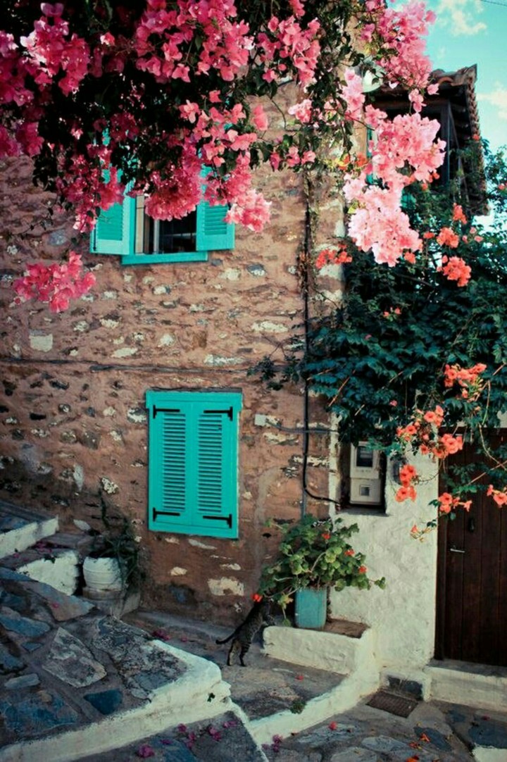 Flowers on the wall