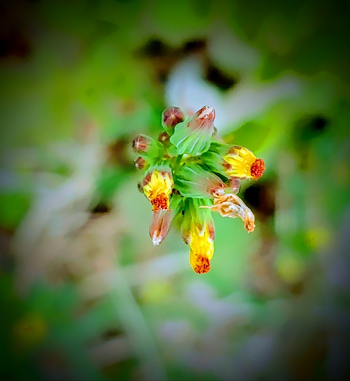 New & Spent Buds