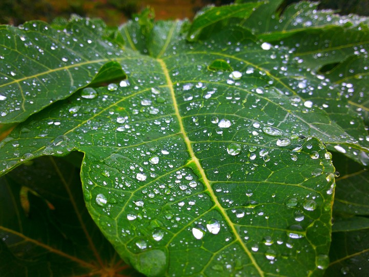 nature