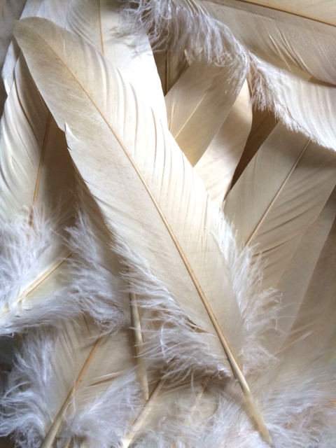 тапети fur, feather