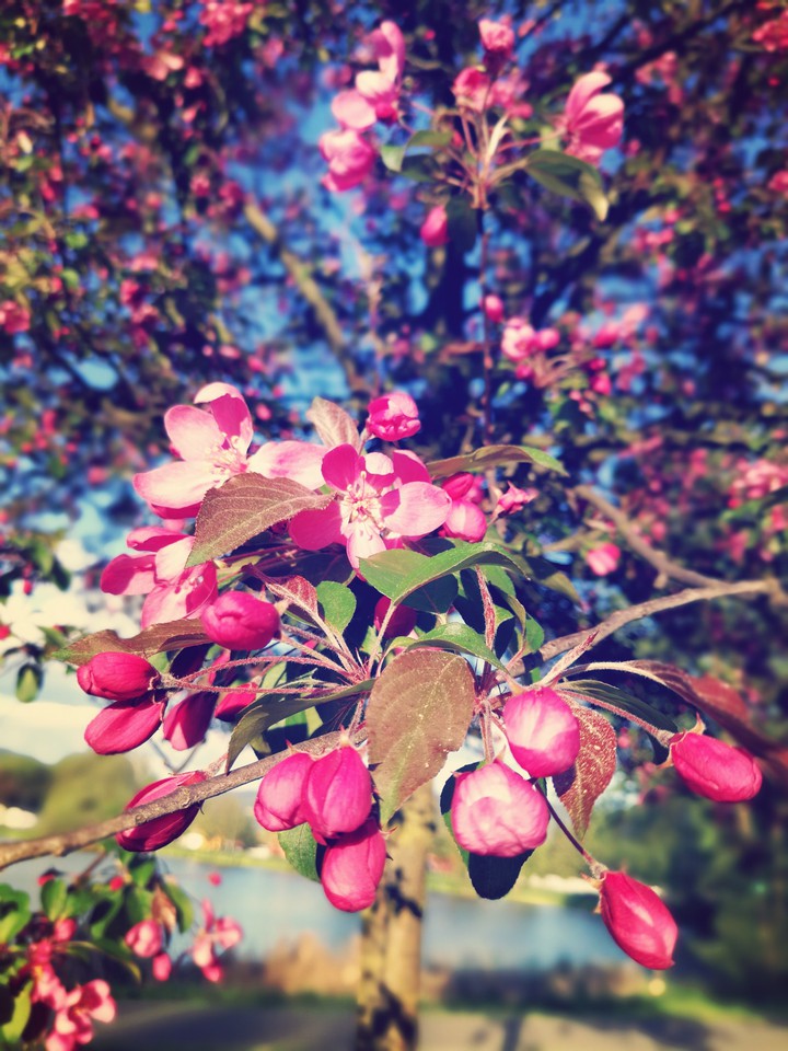flovers