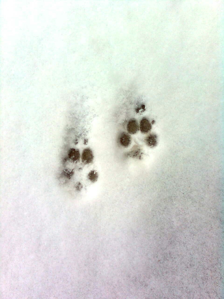 #dog