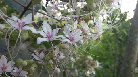 blossom