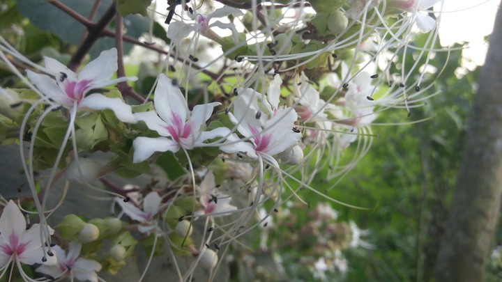 blossom 