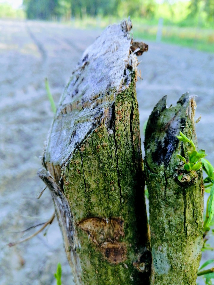 tree