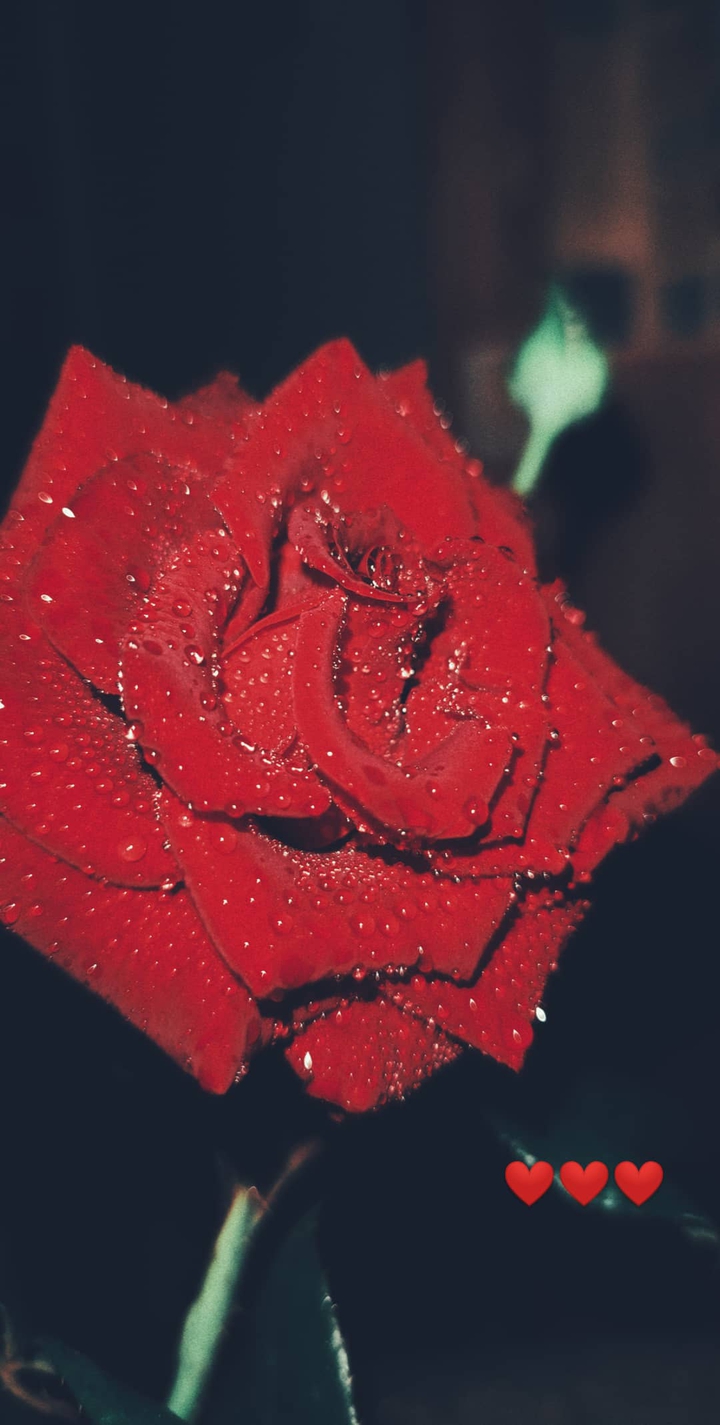 rose
