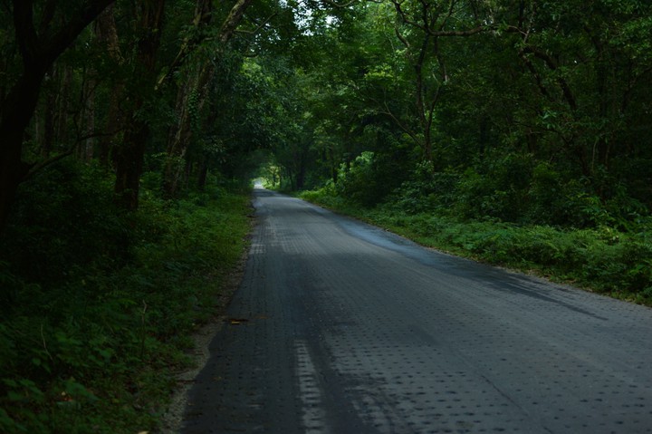 Forest road