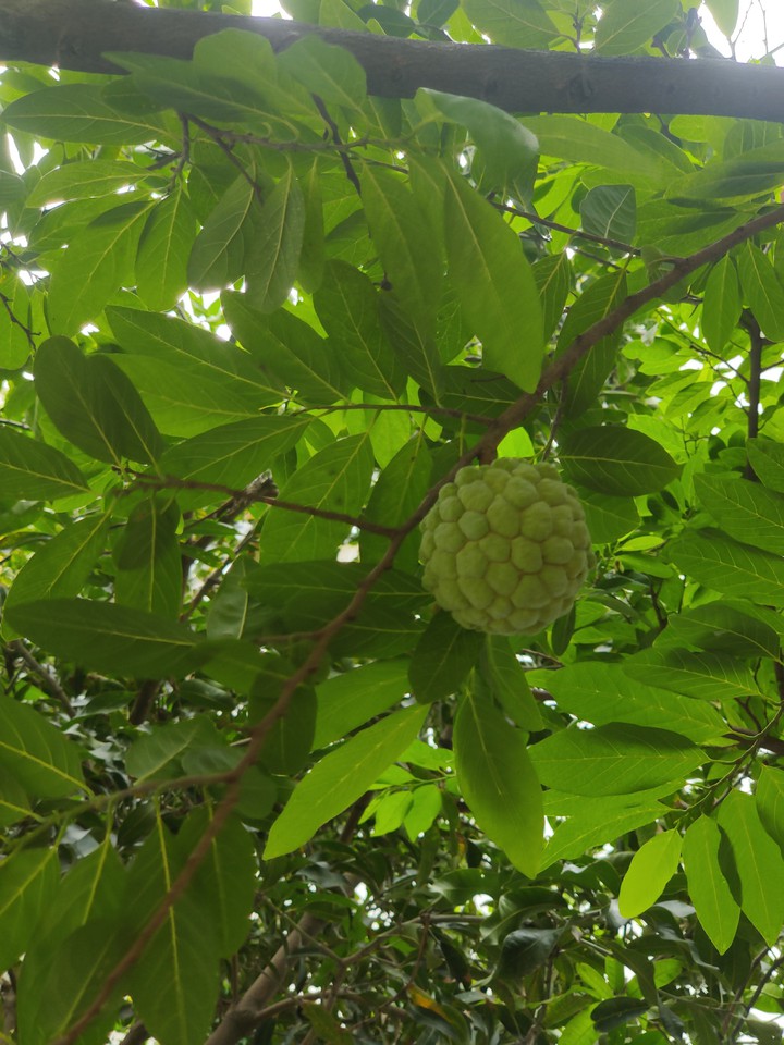 #Fruit