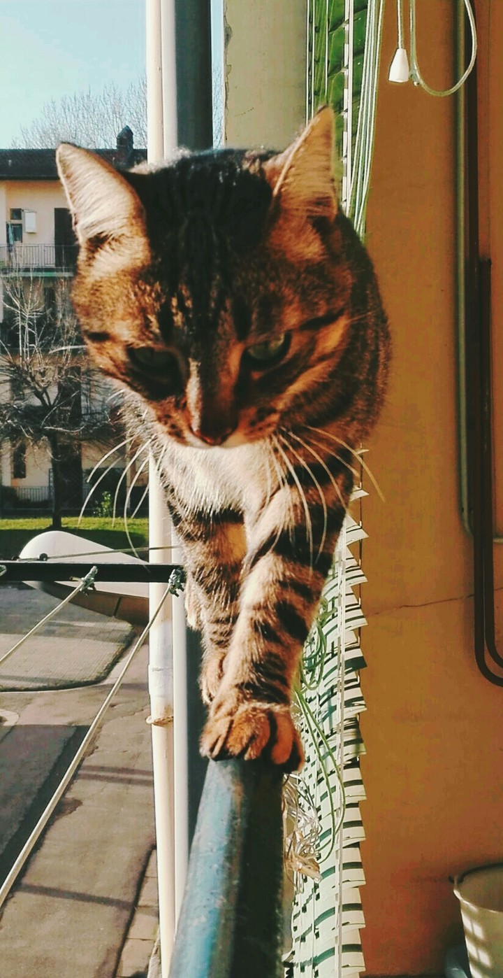 Gatto