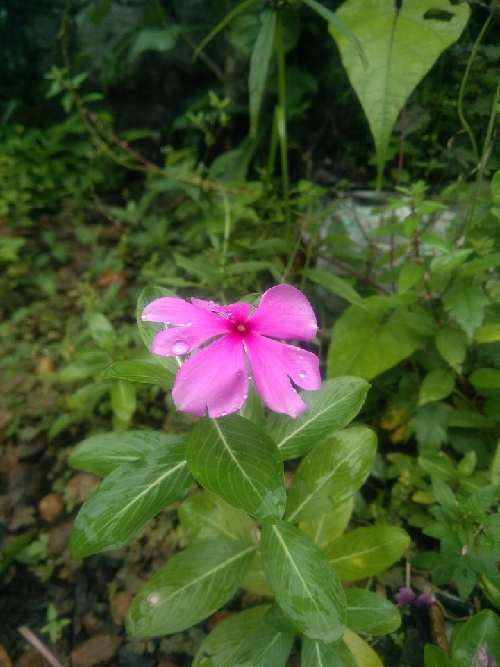 flower