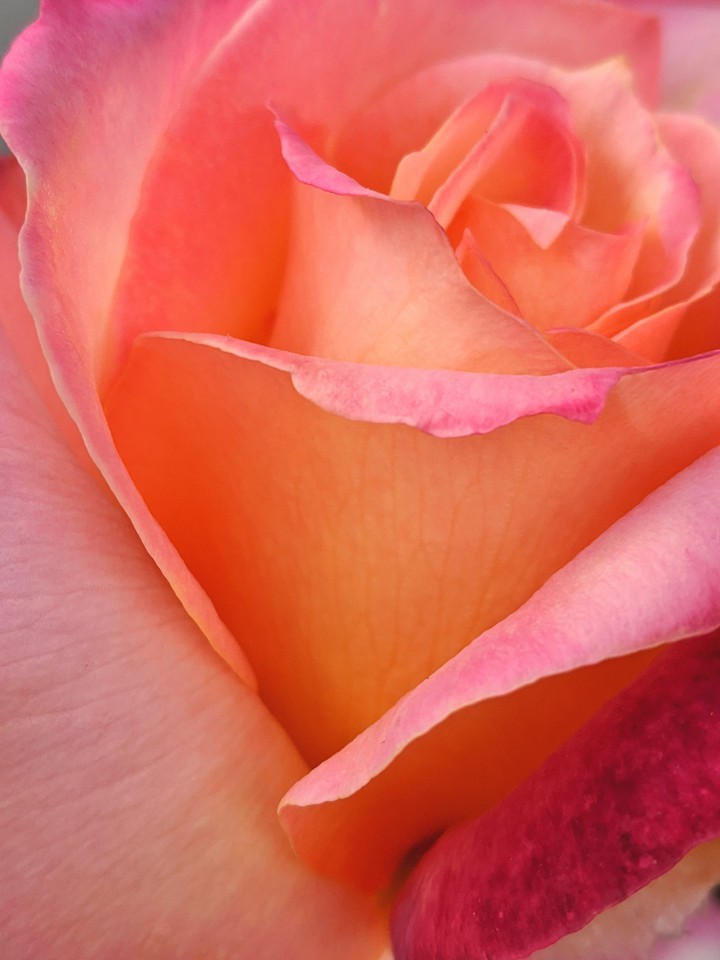Pink Yellow Rose