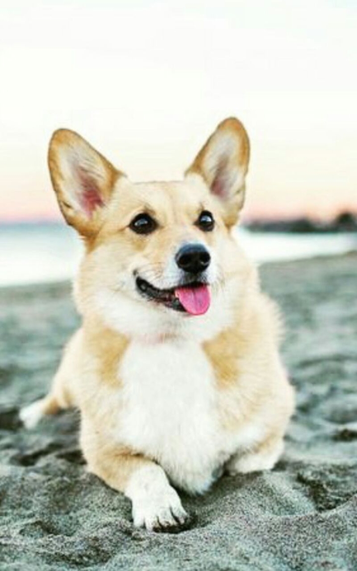 corgi
