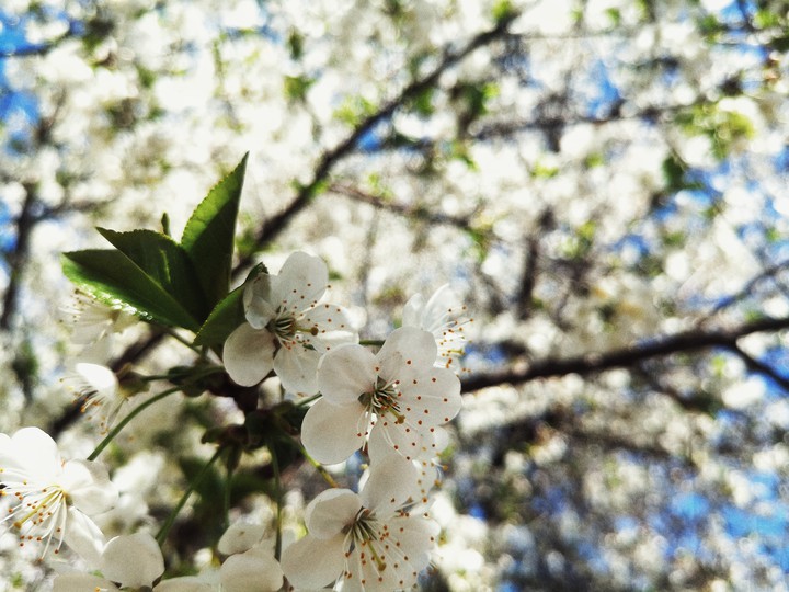 spring came
