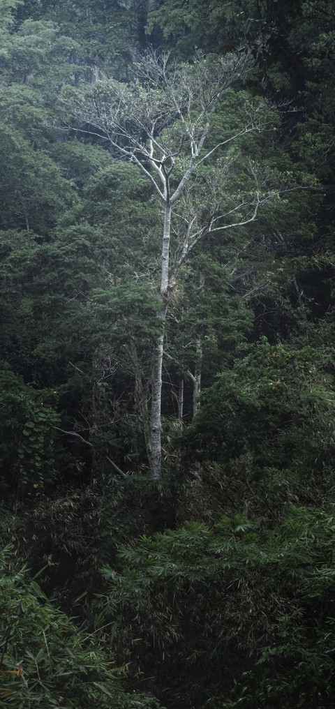 Jungle