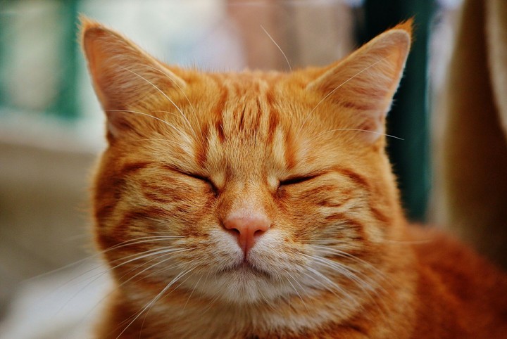 Mine funny cat
