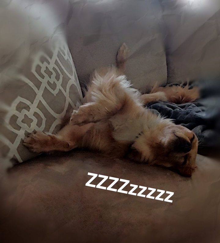 puppy sleep
