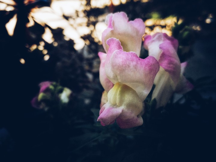 Obscurity within the Pinkness