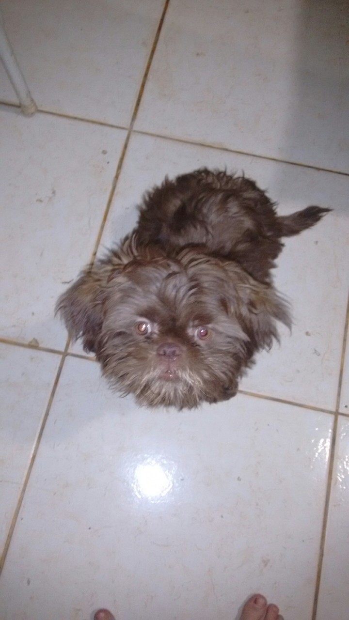 fofura