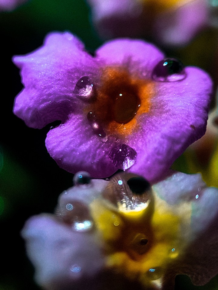 rainy rainy rainy rainy season ?