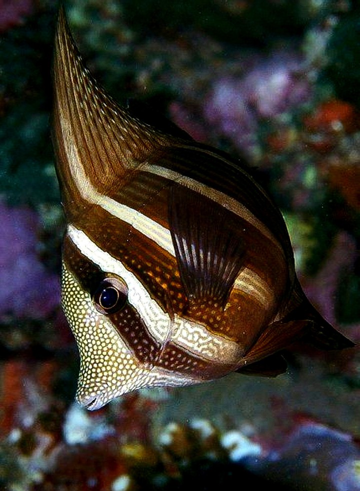 Unique Color