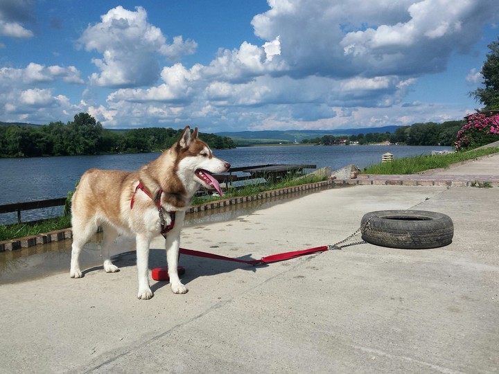 Una the husky