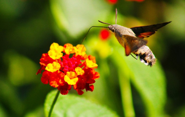 Beautiful Butterfly 2