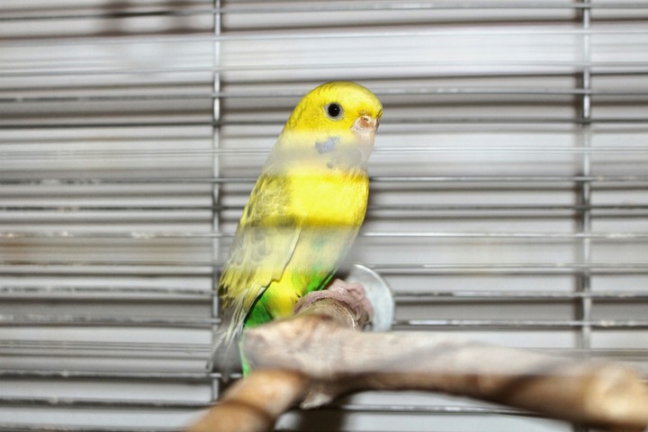 "Leave the gun, take the canary!"