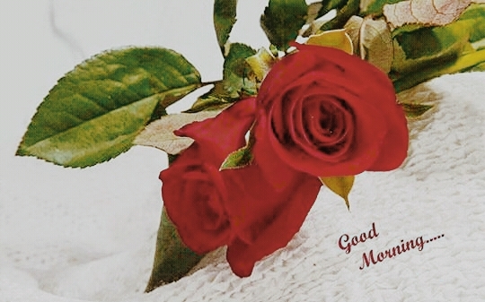 daily life sweet Gud mrng
